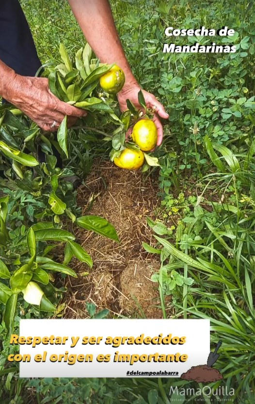 Manos cosechando mandarinas en la chacra