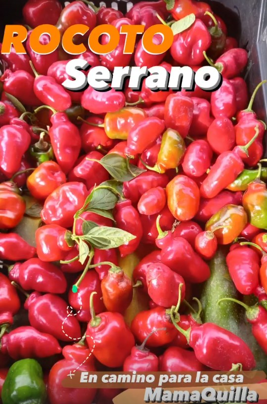 Caja de rocotos serranos recién cosechados